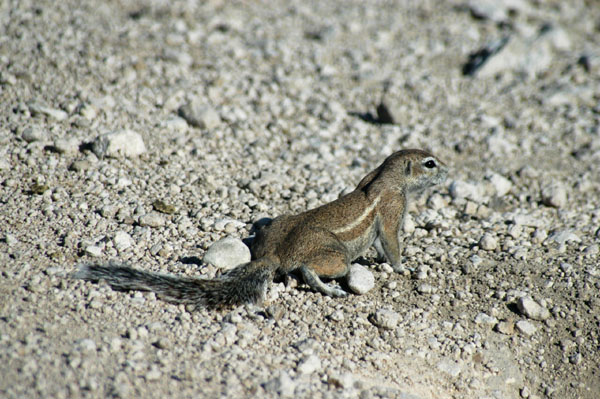 Cape ground squirrel