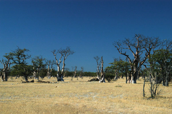 Ghost Tree Forest, Etosha