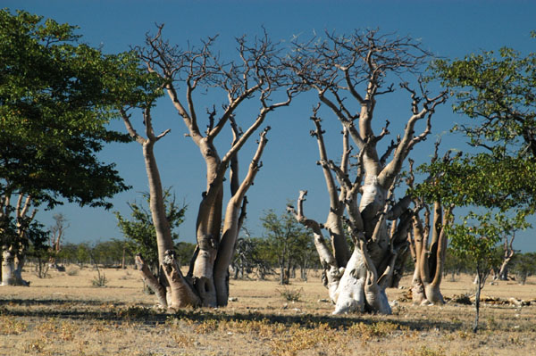Ghost trees of Etosha - Moringa ovalifolia