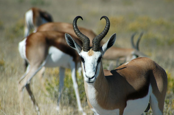 Springbok near Ozonjuitji m'Bari