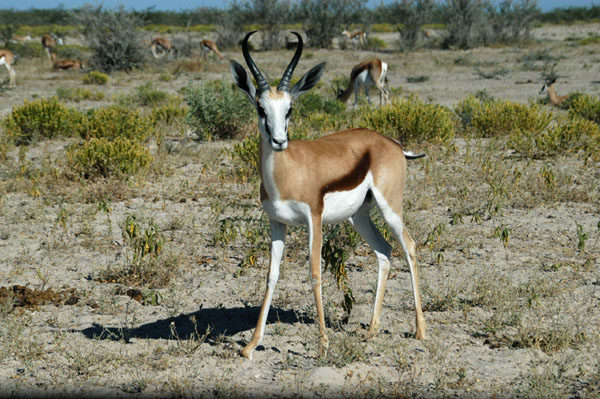 Springbok at Ozonjuiji m'Bari