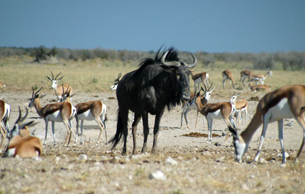 Blue wildebeest among the springbok herd, Ozonjuitji m'Bari