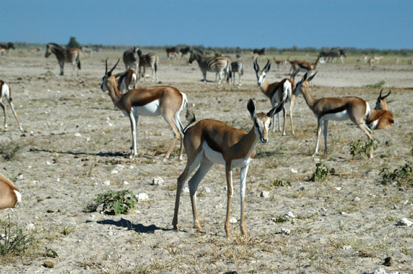 Springbok at Ozonjuiji m'Bari
