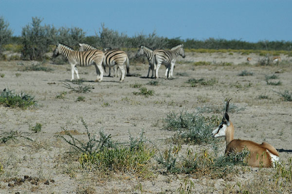 Springbok relaxing with zebra