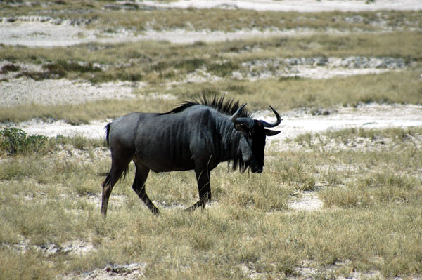Blue wildebeest