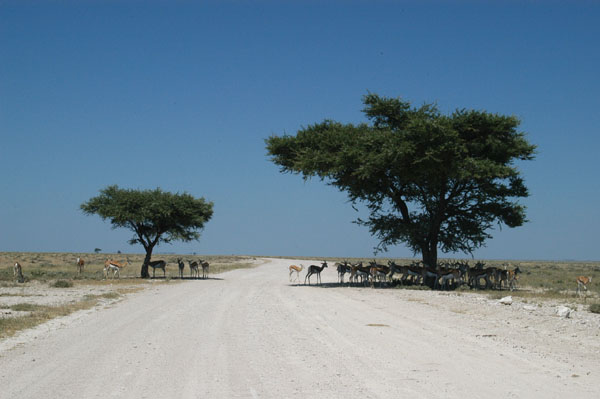 This pair of trees on the Okondeka Road alway attracts game