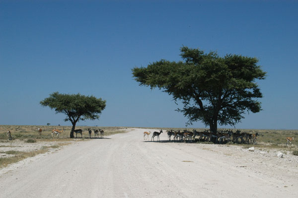 This pair of trees on the Okondeka Road alway attracts game