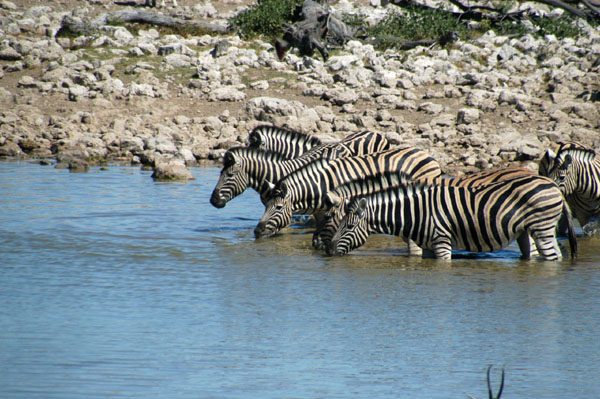 Plains Zebra in the waterhole at Okaukuejo