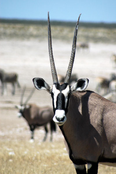 Gemsbok (Oryx) at Nebrownii