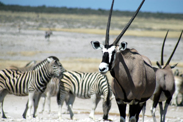 Gemsbok and zebra at Nebrownii