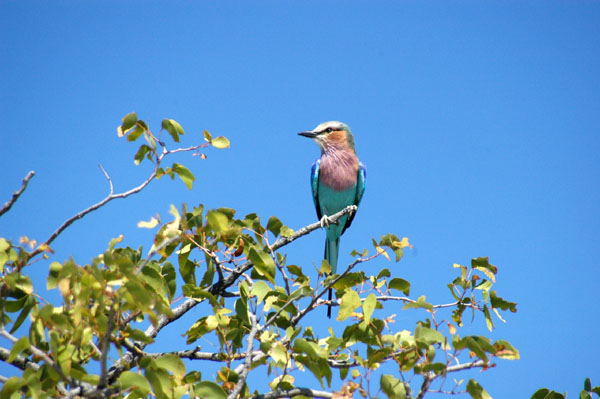 Lilac-Breasted Roller, the National Bird of Botswana