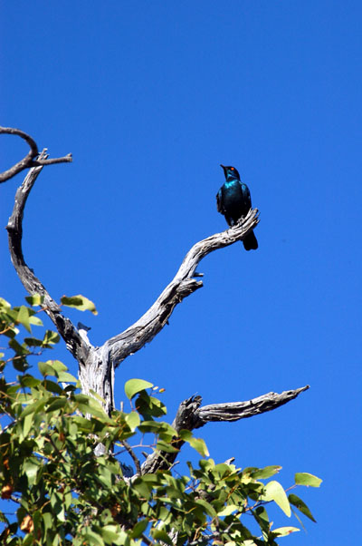 Cape Glossy Starling