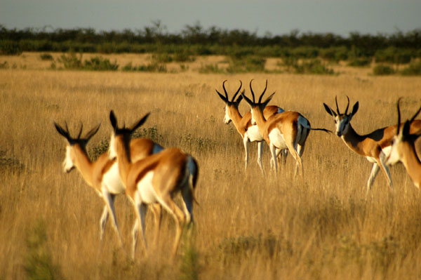 Herd of springbok, Etosha