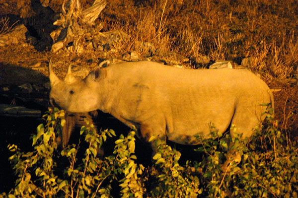 Like Okaukuejo, the floodlit waterhole at Halali is an excellent place to see Black Rhino