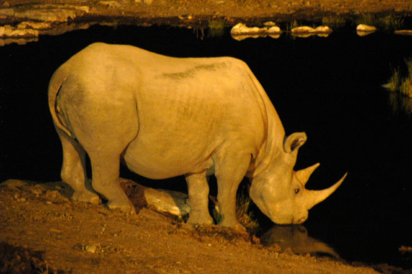 Black Rhinoceros drinking at Halali