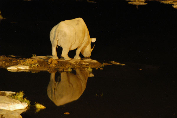 Black Rhino reflecting in the waterhole at Halali