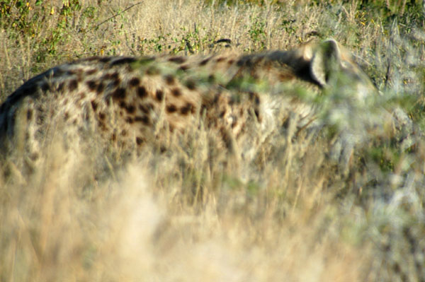 The first big predator this trip, a spotted hyena early morning on day 3, Rhino Drive south of Halali