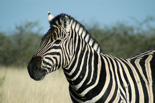 Plains Zebra, Etosha