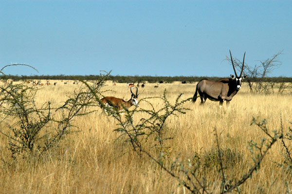 Gemsbok with a herd of springbok
