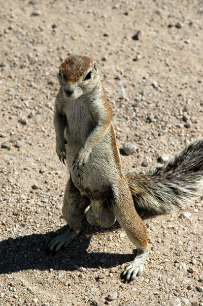Cape ground squirrel - certainly a male
