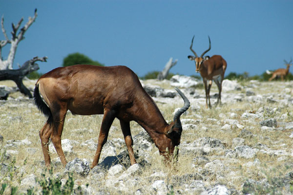Red Hartebeest and Black-faced impala at Goas