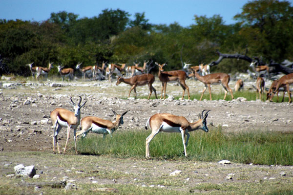 Springbok and Impala at the busy Goas waterhole near Halali
