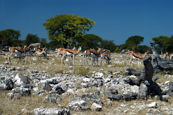 Springbok herd at Goas waterhole, Etosha