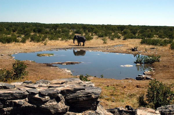 Lone elephant on a midday visit to Halali's waterhole