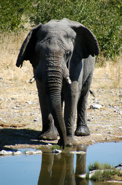 African Elephant at Halali