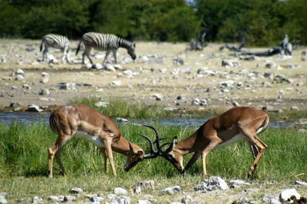 A pair of male impalas sparring at Goas waterhole