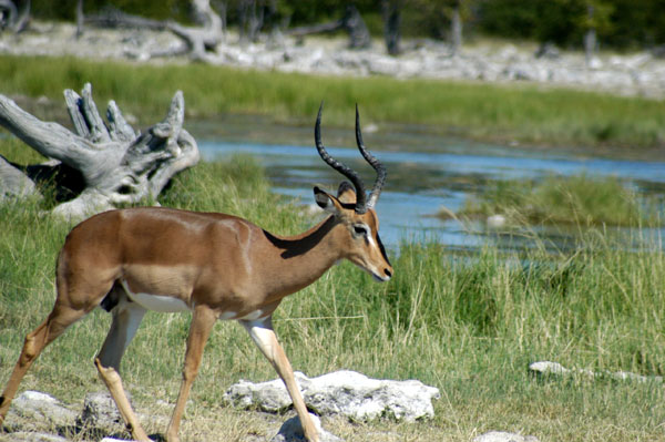 Black-faced Impala, Goas