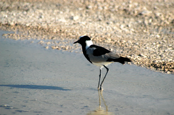 Blacksmith Plover