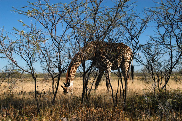 Giraffe bending down to pick up a bone