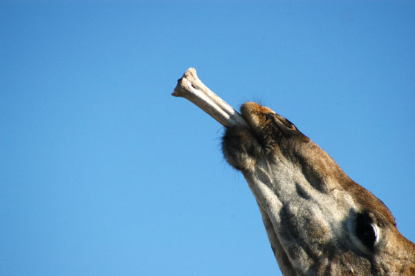 Giraffe sucking on a bone
