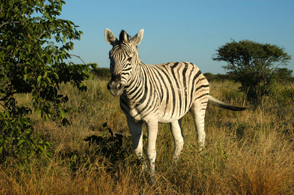 Plains Zebra, Etosha