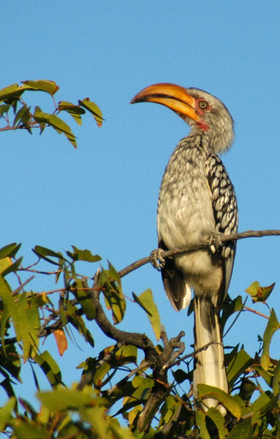 Yellowbilled Hornbill, Ngobib loop road, Etosha