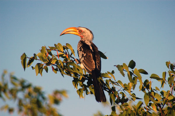 Yellowbilled Hornbill, Ngobib loop road, Etosha
