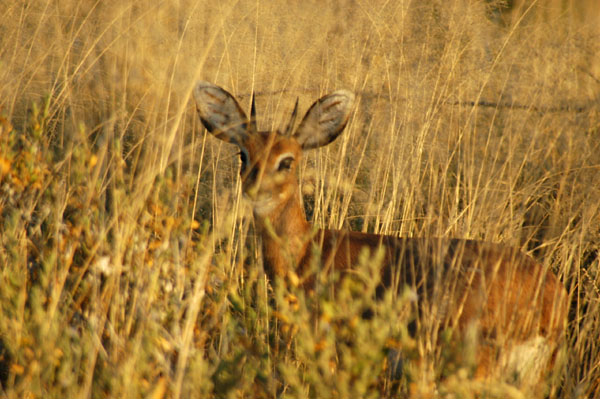 Steenbok in tall grass