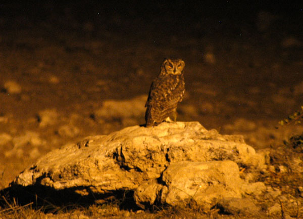 Giant Eagle Owl by the Namutoni waterhole on the end of Day 3
