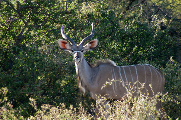 Young male Greater Kudu, Klein Namutoni