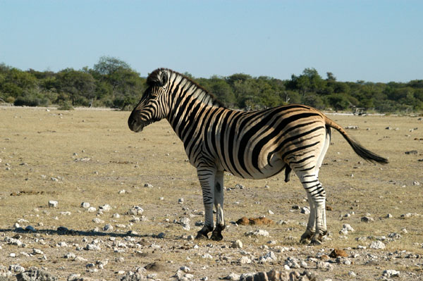 Plains Zebra, Klein Namutoni, Etosha