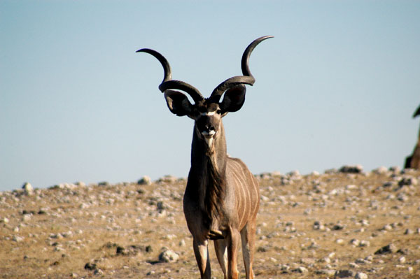Greater Kudu, Klein Namutoni