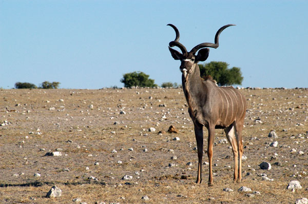 Greater Kudu, Klein Namutoni