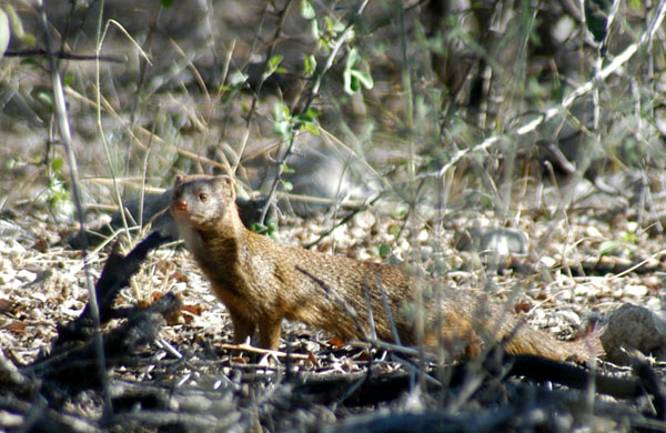 Slender mongoose on the side of the Namutoni-Tsumeb road