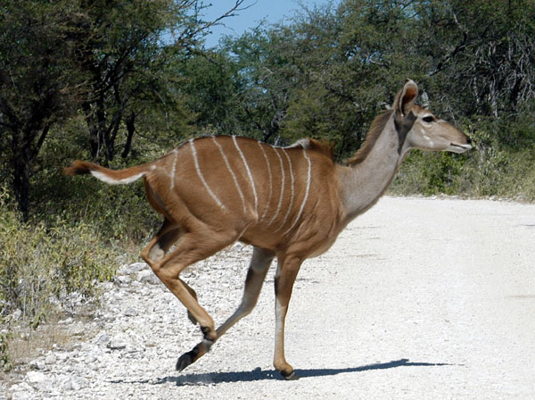Female Greater Kudu bolting across the road
