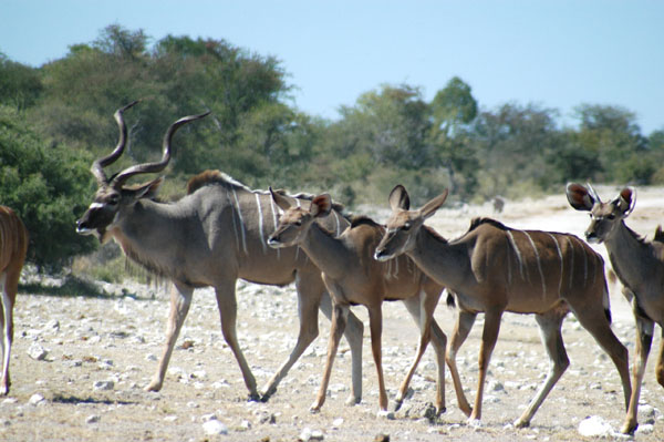 Breeding herd of Kudu approaching Klein Namutoni