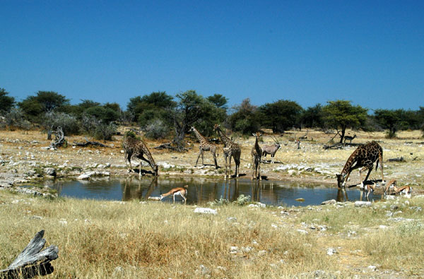 Giraffe drinking at Groot Okevi