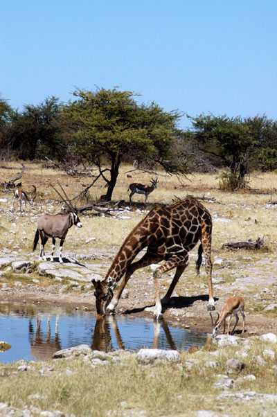 Giraffe with Oryx and Springbok