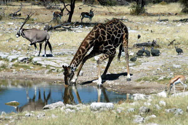 Giraffe drinking at Groot Okevi with Oryx and Springbok