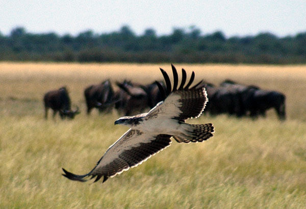 Martial Eagle in flight over the Andoni Plain with a herd of Wildebeest